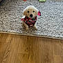 animal, bandana, black, carpet, christmas, cute, dog, floor, golden_retriever, hand, home, indoor, pet, plaid, puppy, red, rug, sitting, toy, wooden_floor