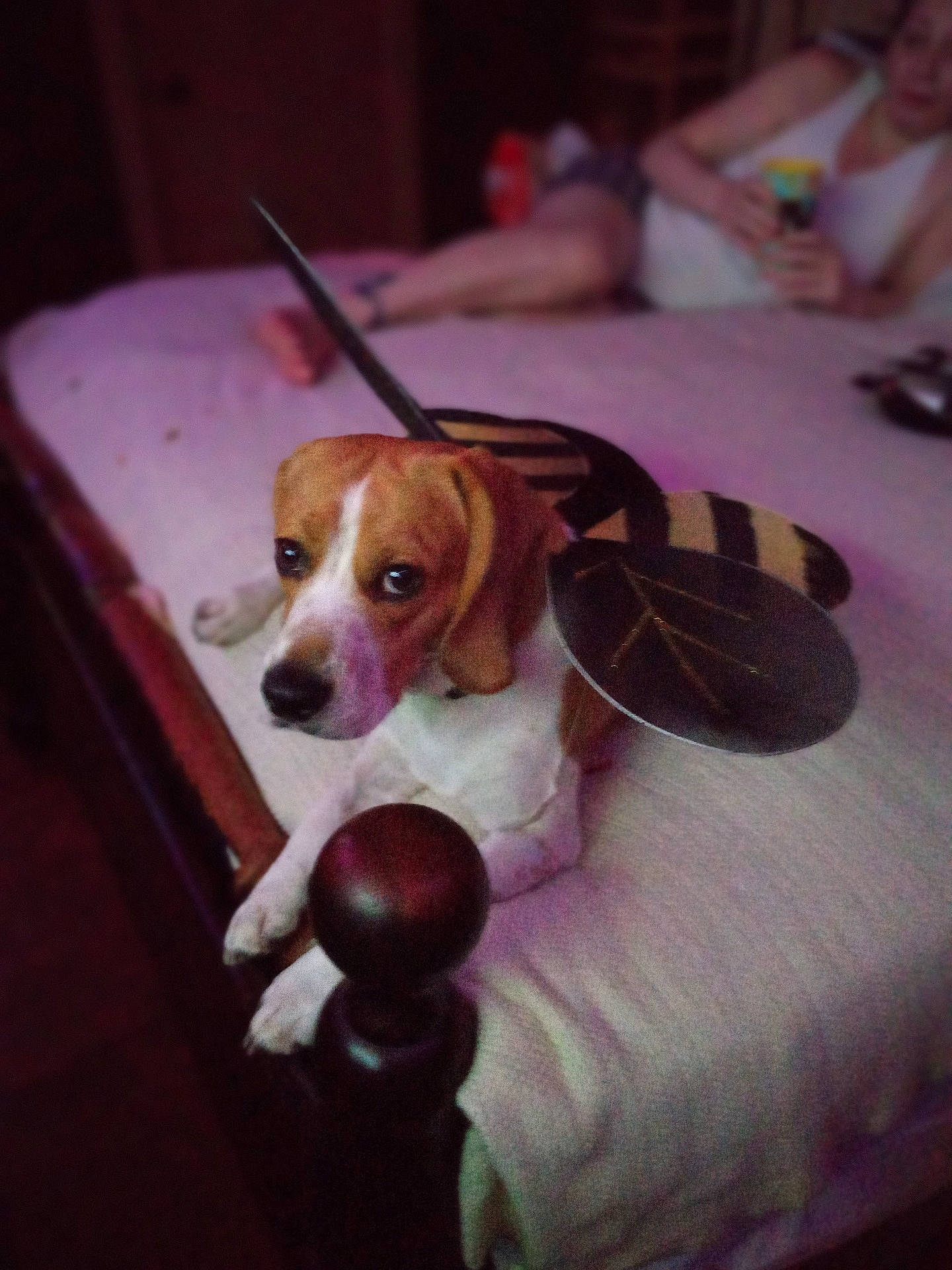 accessories, animal, baby, beagle, bed, bedroom, canine, couch, cushion, dog, face, furniture, head, homedecor, hound, indoors, person, pet, puppy, room