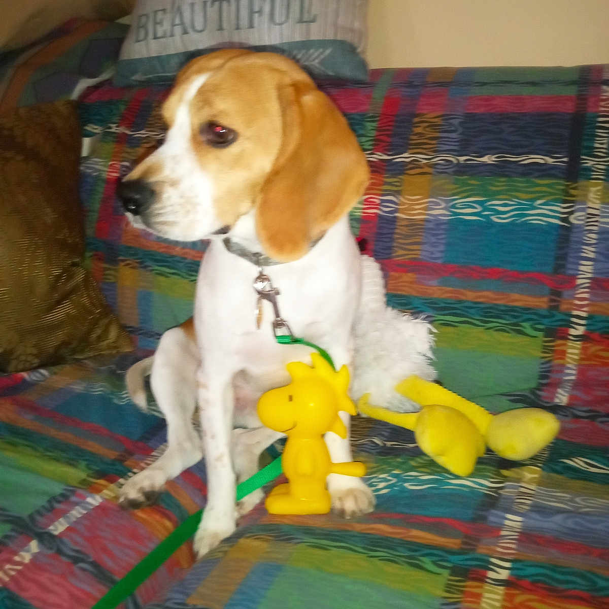 Milo joined the competition — help win amazing prizes! accessories, animal, architecture, beagle, building, canine, couch, cushion, dog, furniture, homedecor, hound, indoors, interiordesign, linen, livingroom, pet, puppy, strap, toy