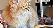 Chai joined the competition — help win amazing prizes! cat, kitten, fluffy, fur, green_eyes, table, marble, hairbrush, indoor, pet, animal, curious, closeup, side_view, domestic, cute, whiskers, ears, soft, furniture