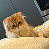 animal, beige, cat, cozy, curious, cute, domestic, feline, fluffy, fur, home, indoors, kitchen, kitten, pet, pillow, resting, soft, whiskers, young