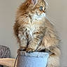 Chai joined the competition — help win amazing prizes! cat, kitten, fluffy, feline, pet, animal, indoor, cat_tree, soft, golden, green_eyes, whiskers, cute, portrait, sitting, looking_away, furry, domestic, young, fuzz