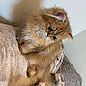 Chai is registered to the contest to win money with this photo: kitten, cat, fluffy, feline, pet, cute, indoor, cozy, pillow, couch, curious, soft, fur, whiskers, ears, domestic_animal, small_animal, resting, young, companion