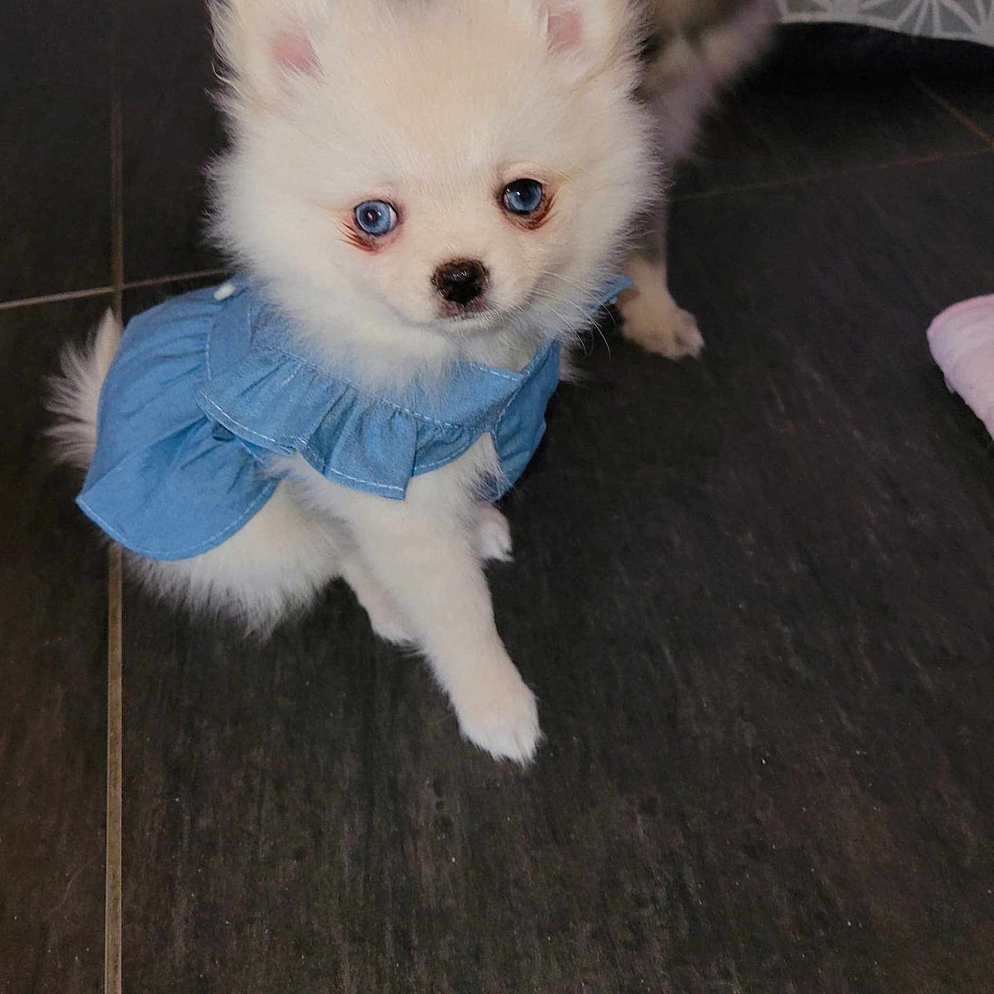 Alaska participe au concours pour gagner de l'argent avec cette photo : adorable, animal, blue_dress, blue_eyes, canine, companion, cute, dog, domestic_animal, fluffy, fur, indoor, looking_up, pet, pet_clothing, puppy, small_dog, tile_floor, white_fur, young_dog