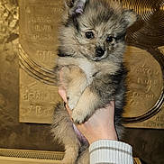Aska a rejoint le concours — aidez-le/la à gagner de superbes lots ! puppy, dog, fluffy, hand, person, sweater, striped, indoor, portrait, cute, animal, pet, fur, small, young, looking, holding, warm_lighting, background, cozy