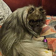 Vegas participe au concours pour gagner de l'argent avec cette photo : dog, fluffy, gray, pet, animal, couch, blanket, geometric_pattern, indoor, fur, tail, curious, sitting, vape_device, relaxed, close_up, companion, domestic_animal, cozy, home