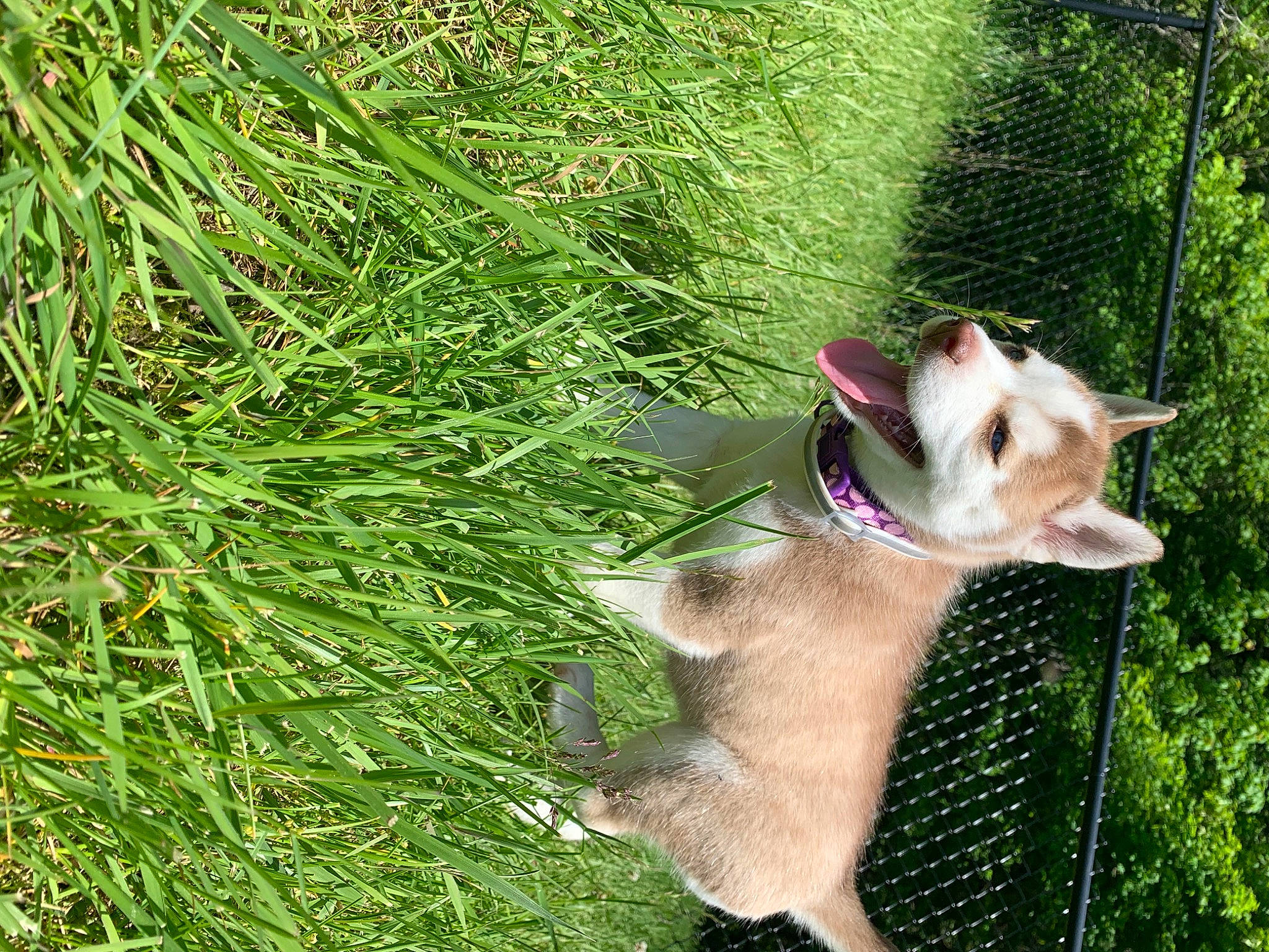 Cinnamon is registered to the contest to win money with this photo: canidae, carnivore, dog, dog_breed, fawn, grass, plant, sporting_group, tail