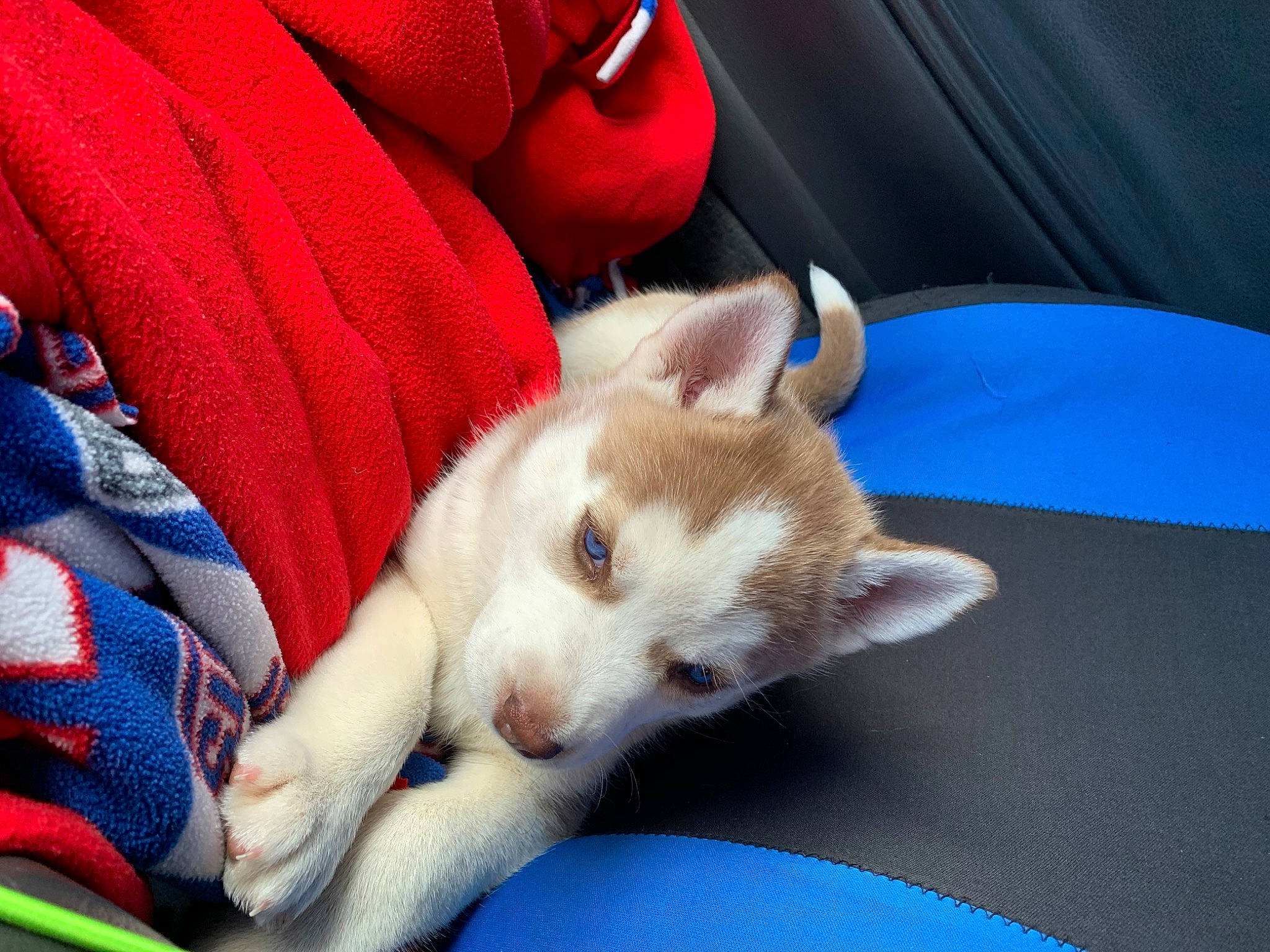 Cinnamon is registered to the contest to win money with this photo: canidae, carnivore, dog, dog_breed, fawn, labrador_husky, mammal, miniature_siberian_husky, puppy, sakhalin_husky, siberian_husky, vertebrate, wolfdog