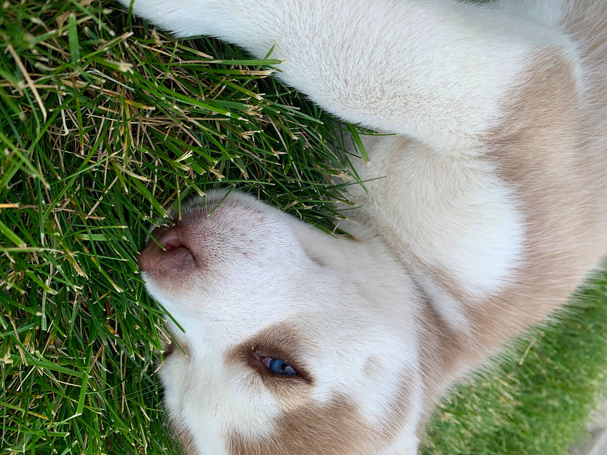 Cinnamon joined the competition — help win amazing prizes! canidae, carnivore, dog, dog_breed, eye, fur, grass, mammal, nose, plant, puppy, snout, sporting_group, whiskers