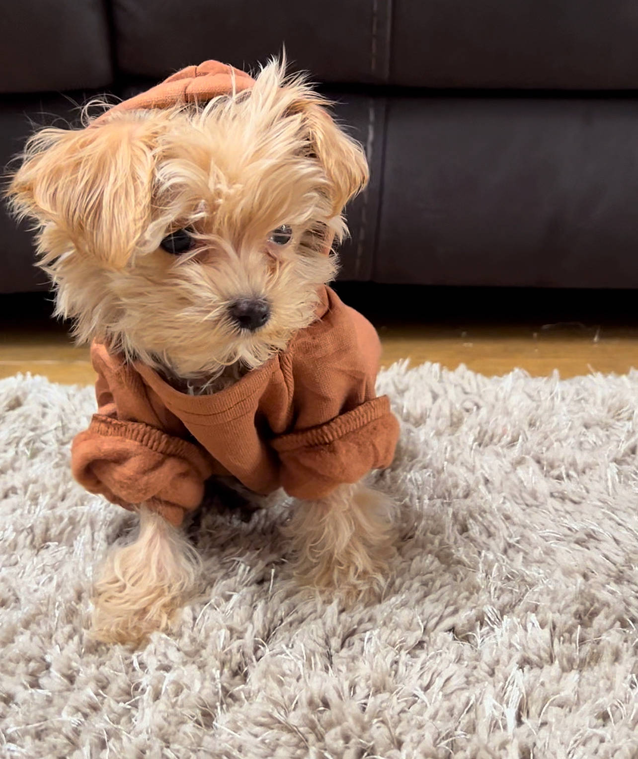 Chip is registered to the contest to win money with this photo: canidae, carnivore, companion_dog, dog, dog_breed, dog_clothes, dog_supply, fawn, fur, liver, maltepoo, puppy, puppy_love, small_terrier, snout, sporting_group, terrier, toy_dog, working_animal, yorkipoo