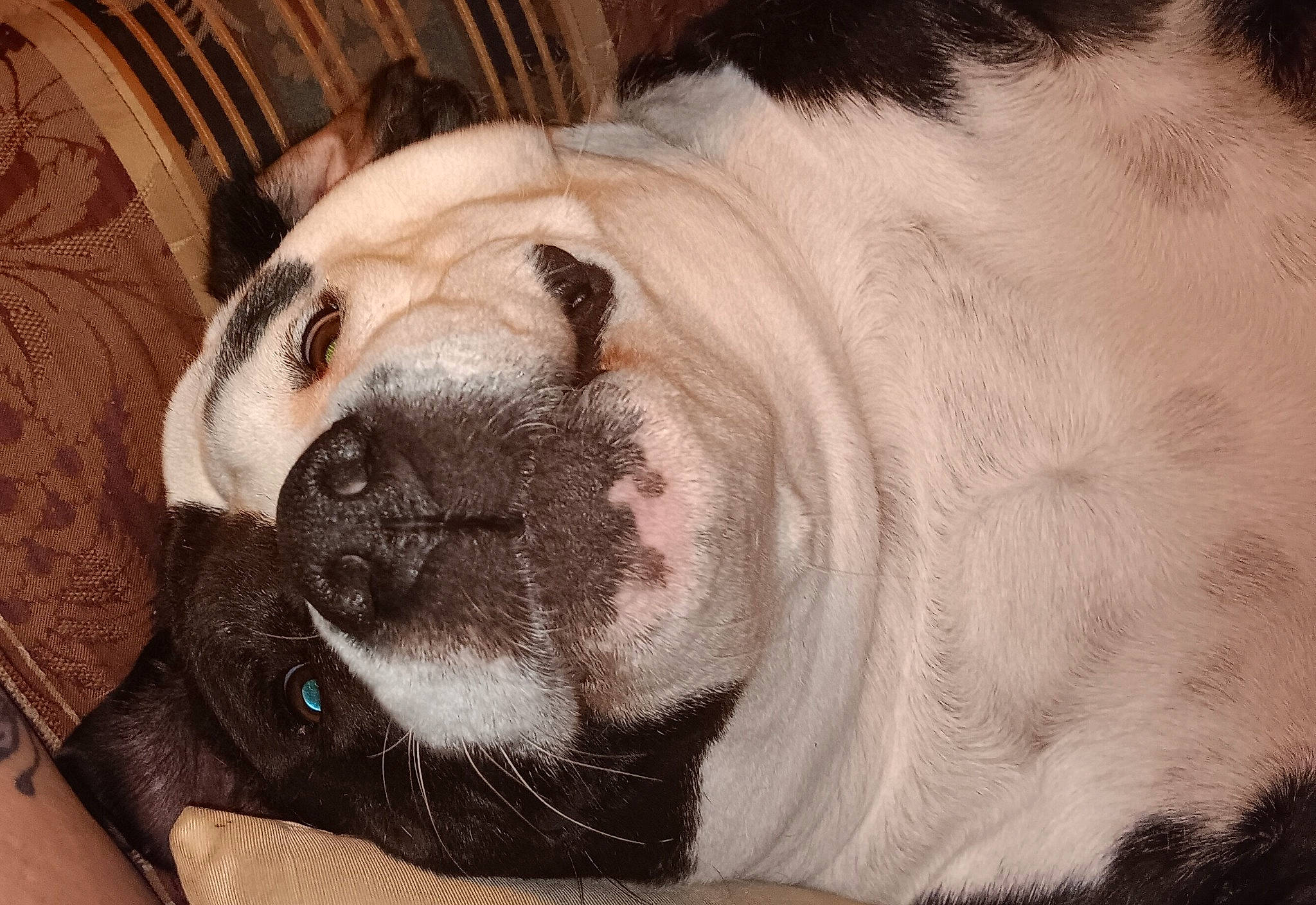 Pepper is registered to the contest to win money with this photo: australian_bulldog, bulldog, canidae, carnivore, comfort, companion_dog, dog, dog_breed, ear, fawn, fur, molosser, olde_english_bulldogge, snout, sporting_group, terrestrial_animal, toy_dog, whiskers, working_animal, wrinkle