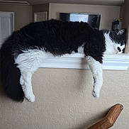 Wonder is registered to the contest to win money with this photo: cat, black_and_white, sleeping, resting, indoor, ledge, feline, fur, relaxation, home, wall, handrail, cozy, domestic_animal, animal, pet, whiskers, napping, cute, fluffy
