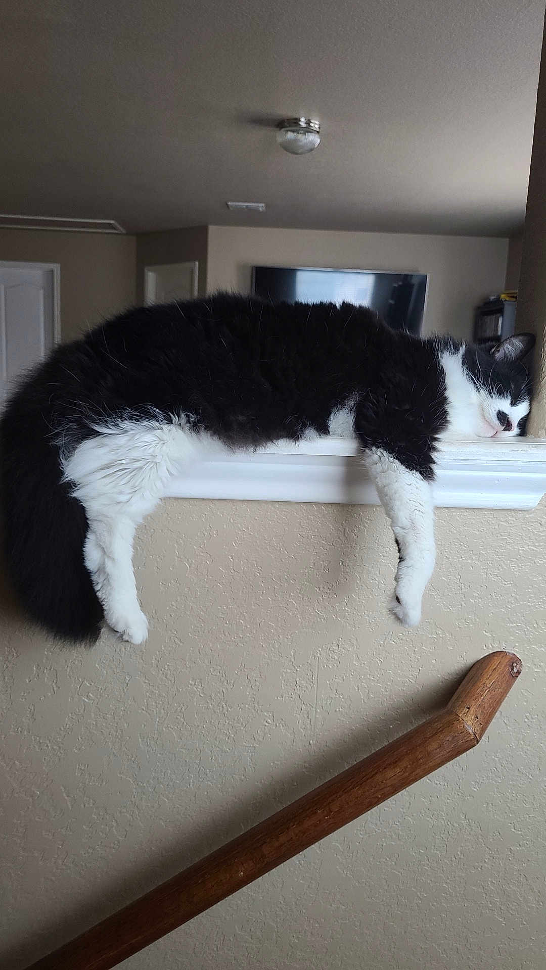 Wonder is registered to the contest to win money with this photo: cat, black_and_white, sleeping, resting, indoor, ledge, feline, fur, relaxation, home, wall, handrail, cozy, domestic_animal, animal, pet, whiskers, napping, cute, fluffy