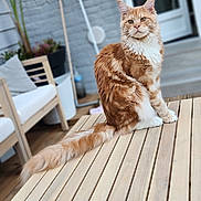 Ares participe au concours pour gagner de l'argent avec cette photo : cat, orange_cat, white_cat, fluffy, long_hair, sitting, outdoor, patio, wooden_table, deck, garden, plants, chair, brick_wall, glass_door, portrait, pet, animal, sunlight, tail
