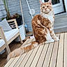 cat, orange_cat, white_cat, fluffy, long_hair, sitting, outdoor, patio, wooden_table, deck, garden, plants, chair, brick_wall, glass_door, portrait, pet, animal, sunlight, tail