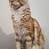 Ares a rejoint le concours — aidez-le/la à gagner de superbes lots ! cat, ginger_cat, longhaired, fluffy, feline, pet, animal, sitting, portrait, whiskers, ears, eyes, white_paws, orange_fur, indoor, wall, star_decoration, blanket, cushion, cute