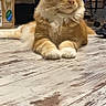 Ares participe au concours pour gagner de l'argent avec cette photo : cat, ginger_cat, fluffy, long_hair, feline, pet, animal, portrait, sitting, lying_down, front_paws, whiskers, pointed_ears, amber_eyes, indoors, laundry_room, clothes, cardboard_box, wood_pattern, relaxed