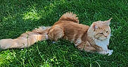 Ares a rejoint le concours — aidez-le/la à gagner de superbes lots ! cat, orange_cat, long_hair, fluffy, feline, pet, animal, lying_down, grass, lawn, garden, outdoors, sunlight, shadow, greenery, flowers, tail, whiskers, ears, relaxed
