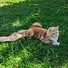 cat, orange_cat, long_hair, fluffy, feline, pet, animal, lying_down, grass, lawn, garden, outdoors, sunlight, shadow, greenery, flowers, tail, whiskers, ears, relaxed