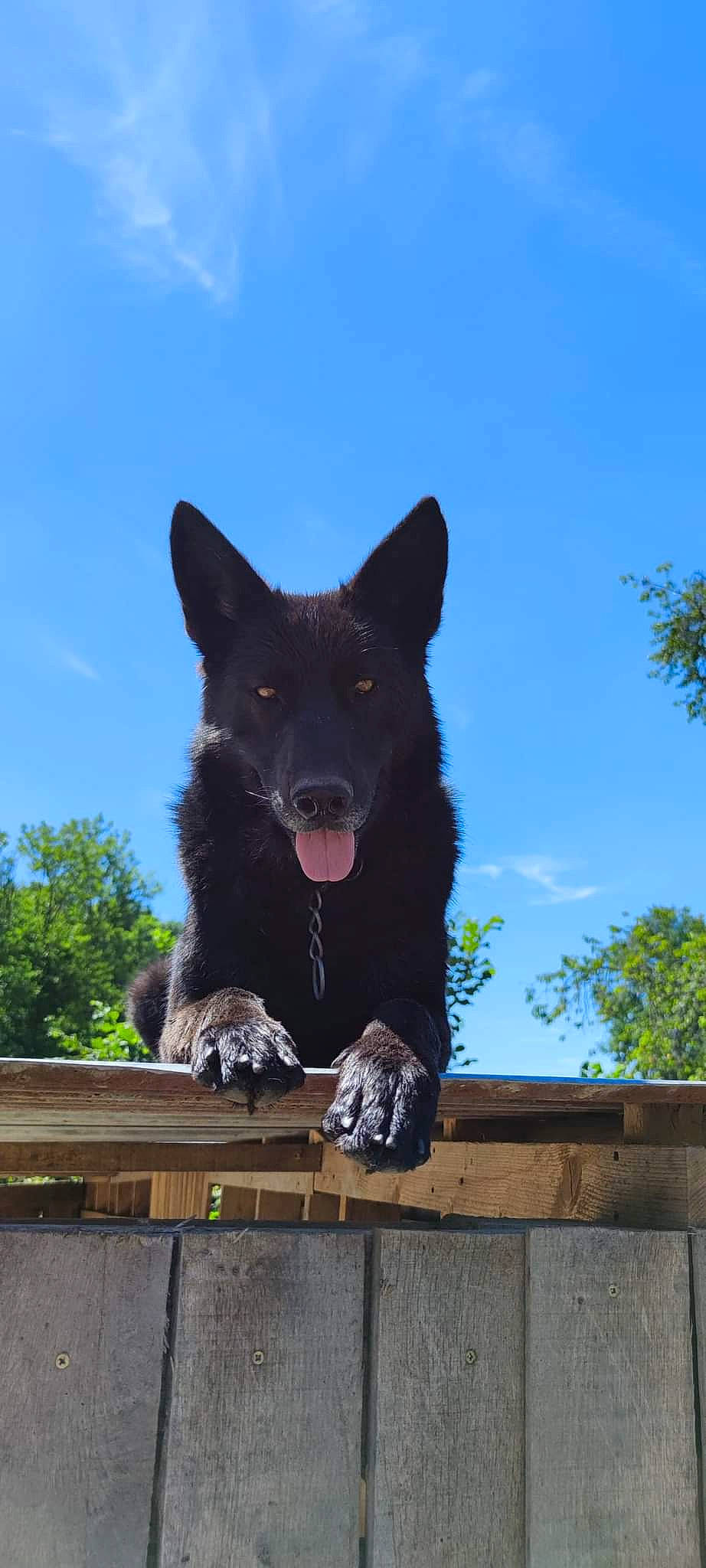 Opium participe au concours pour gagner de l'argent avec cette photo : black_norwegian_elkhound, canidae, canis, carnivore, cloud, dog, dog_breed, electric_blue, fur, herding_dog, sky, snout, sporting_group, tail, terrestrial_animal, tree, wildlife, wood, working_animal, working_dog
