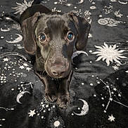 Pumpkin is registered to the contest to win money with this photo: animal, black_dog, blanket, close_up, cute, dog, ears, eyes, fur, indoor, looking_up, moon, nose, pattern, pet, portrait, puppy, soft, stars, sun