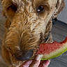 Jarvis is registered to the contest to win money with this photo: dog, watermelon, hand, close_up, curly_fur, indoor, floor, sniffing, fruit, pet, animal, brown, cute, food, summer, fresh, nose, paw, domestic, canine