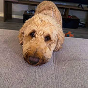Jarvis joined the competition — help win amazing prizes! dog, canine, pet, fluffy, curly_fur, brown_dog, indoors, couch, living_room, toy, orange_ball, wooden_furniture, floor, head_resting, looking_at_camera, close_up, cozy, home, domestic_animal, cute