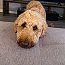 dog, canine, pet, fluffy, curly_fur, brown_dog, indoors, couch, living_room, toy, orange_ball, wooden_furniture, floor, head_resting, looking_at_camera, close_up, cozy, home, domestic_animal, cute
