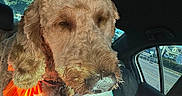 Jarvis is registered to the contest to win money with this photo: dog, curly_fur, orange_bow, drink, cup, hand, car_interior, seat, window, daylight, sunlight, leash, pet, vehicle, road, trees, human_hand, closeup, animal, companion