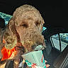 dog, curly_fur, orange_bow, drink, cup, hand, car_interior, seat, window, daylight, sunlight, leash, pet, vehicle, road, trees, human_hand, closeup, animal, companion