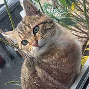Biscotte a rejoint le concours — aidez-le/la à gagner de superbes lots ! cat, tabby, green_eyes, window, glass, leaves, branches, outdoor, vehicle, trash_bin, curious, animal, pet, feline, nature, closeup, portrait, domestic_cat, whiskers, fur