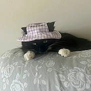 Nova is registered to the contest to win money with this photo: cat, black_cat, white_paws, hat, kuromi, floral_pattern, couch, relaxed, indoor, pet, animal, fur, whiskers, ears, cute, resting, face, paws, purple, checkered