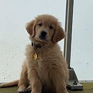 Sun participe au concours pour gagner de l'argent avec cette photo : puppy, dog, golden_retriever, sitting, fluffy, pet, collar, indoor, floor, window, metal_post, curious, young, animal, canine, cute, domestic, furry, looking, portrait