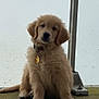 puppy, dog, golden_retriever, sitting, fluffy, pet, collar, indoor, floor, window, metal_post, curious, young, animal, canine, cute, domestic, furry, looking, portrait