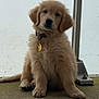 puppy, dog, golden_retriever, fluffy, sitting, collar, tag, concrete_floor, indoor, window, metal_pole, curious, cute, pet, young_dog, animal, mammal, fur, paw, nose