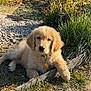 golden_retriever, puppy, dog, outdoor, garden, grass, plants, sunlight, pet, animal, fur, collar, tag, nature, young, cute, laying_down, greenery, path, wood