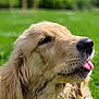 dog, golden_retriever, tongue, close_up, pet, animal, outdoor, grass, greenery, cute, fur, muzzle, canine, nature, portrait, playful, friendly, tongue_out, headshot, animal_face