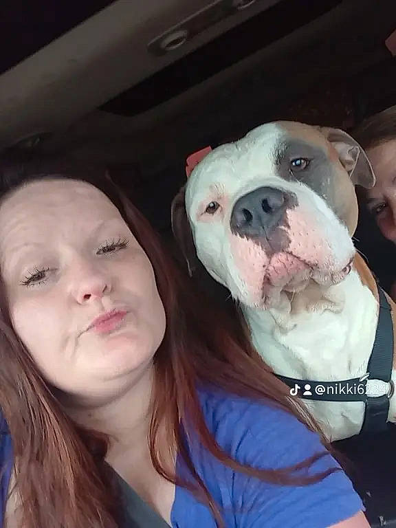 Mickey is registered to the contest to win money with this photo: bulldog, canidae, carnivore, companion_dog, dog, dog_breed, fawn, flesh, fur, happy, jaw, non_sporting_group, puppy, puppy_love, selfie, snout, sporting_group, white_english_bulldog, working_animal, wrinkle