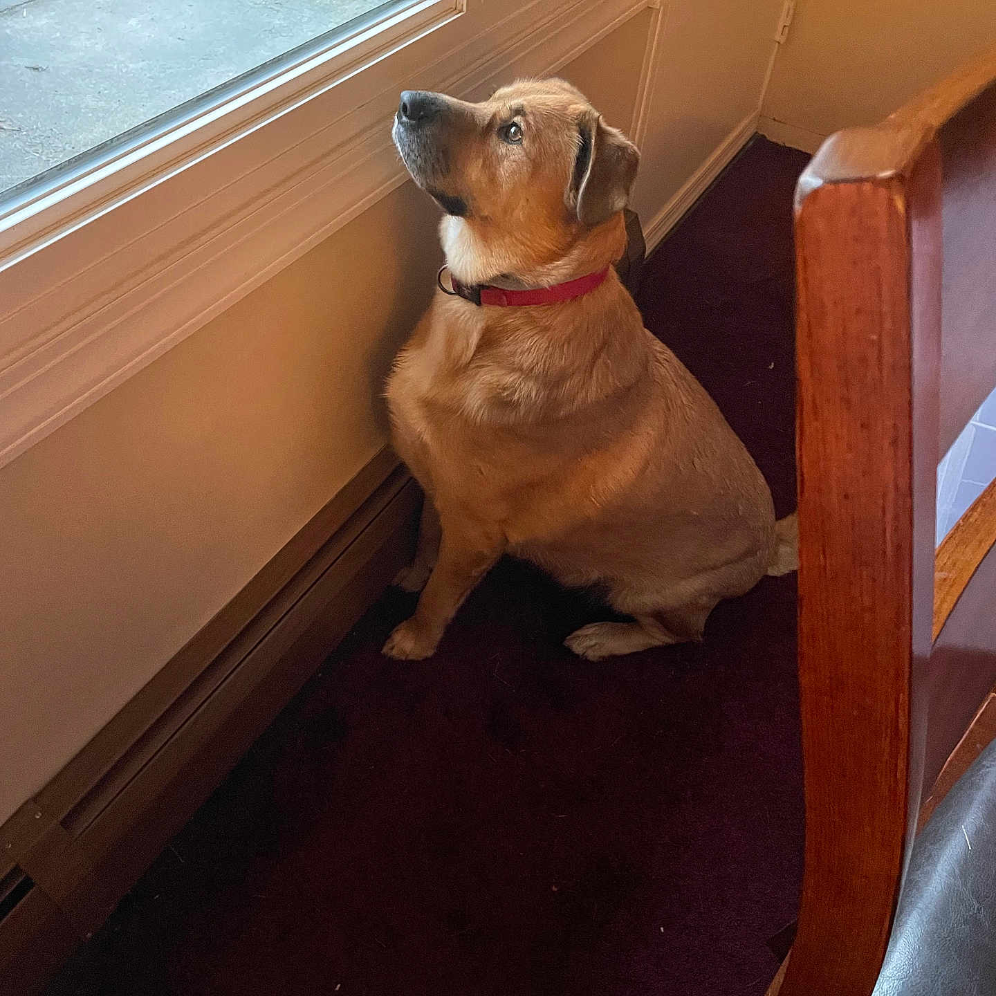 Zero is registered to the contest to win money with this photo: accessories, animal, beagle, canine, chair, dog, furniture, goldenretriever, hardwood, hound, indoors, interiordesign, labradorretriever, pet, plywood, puppy, strap, window, windowsill, wood