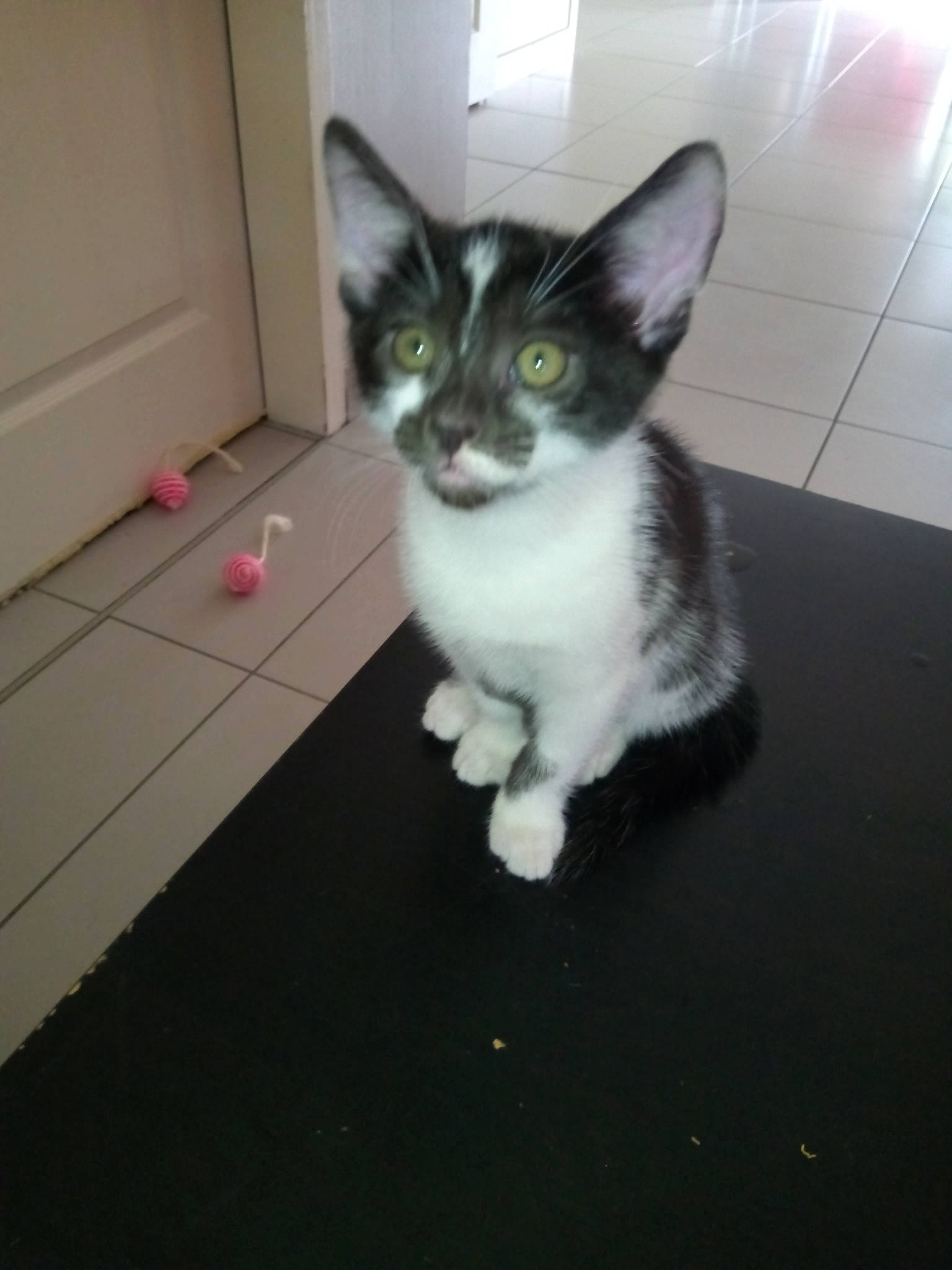 Pissy a rejoint le concours — aidez-le/la à gagner de superbes lots ! aegean_cat, american_wirehair, asian, carnivore, cat, domestic_short_haired_cat, ear, european_shorthair, felidae, german_rex, kitten, mammal, ojos_azules, polydactyl_cat, small_to_medium_sized_cats, tail, whiskers