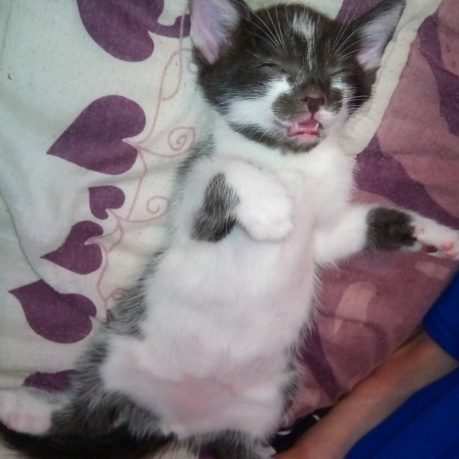 Pissy participe au concours pour gagner de l'argent avec cette photo : carnivore, cat, domestic_short_haired_cat, ear, european_shorthair, felidae, fur, kitten, mammal, norwegian_forest_cat, polydactyl_cat, small_to_medium_sized_cats, tail, vertebrate, whiskers