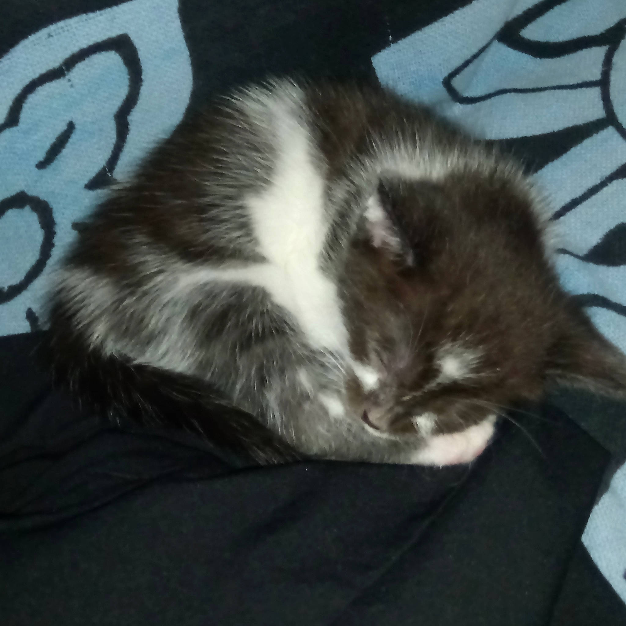 Pissy a rejoint le concours — aidez-le/la à gagner de superbes lots ! carnivore, cat, domestic_long_haired_cat, domestic_short_haired_cat, ear, felidae, fur, kitten, mammal, nap, norwegian_forest_cat, sleep, small_to_medium_sized_cats, tail, whiskers