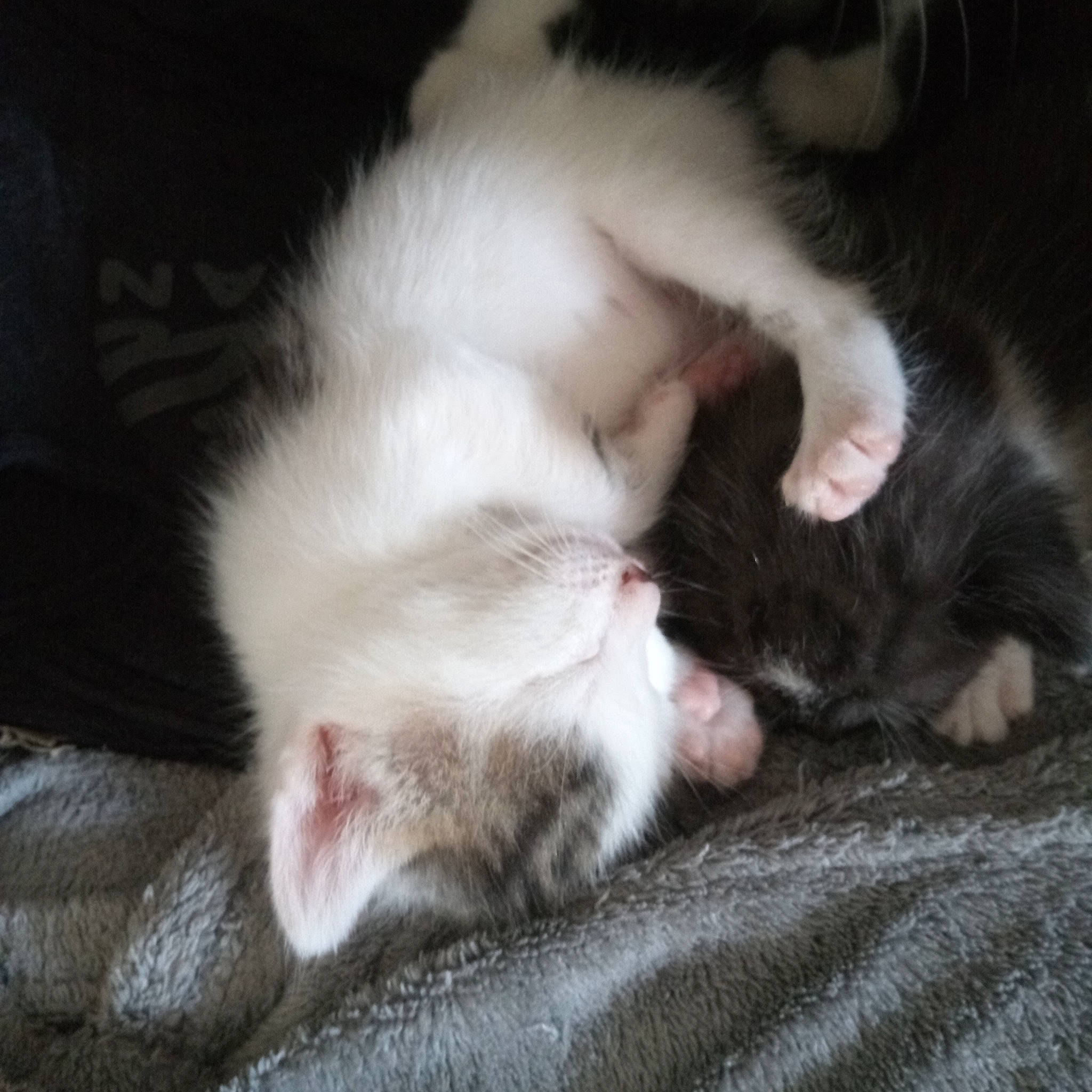 Ponpon a rejoint le concours — aidez-le/la à gagner de superbes lots ! baby, carnivore, cat, child, claw, felidae, fur, kitten, mammal, nap, norwegian_forest_cat, paw, polydactyl_cat, ragdoll, skin, small_to_medium_sized_cats, tail, turkish_angora, turkish_van, whiskers