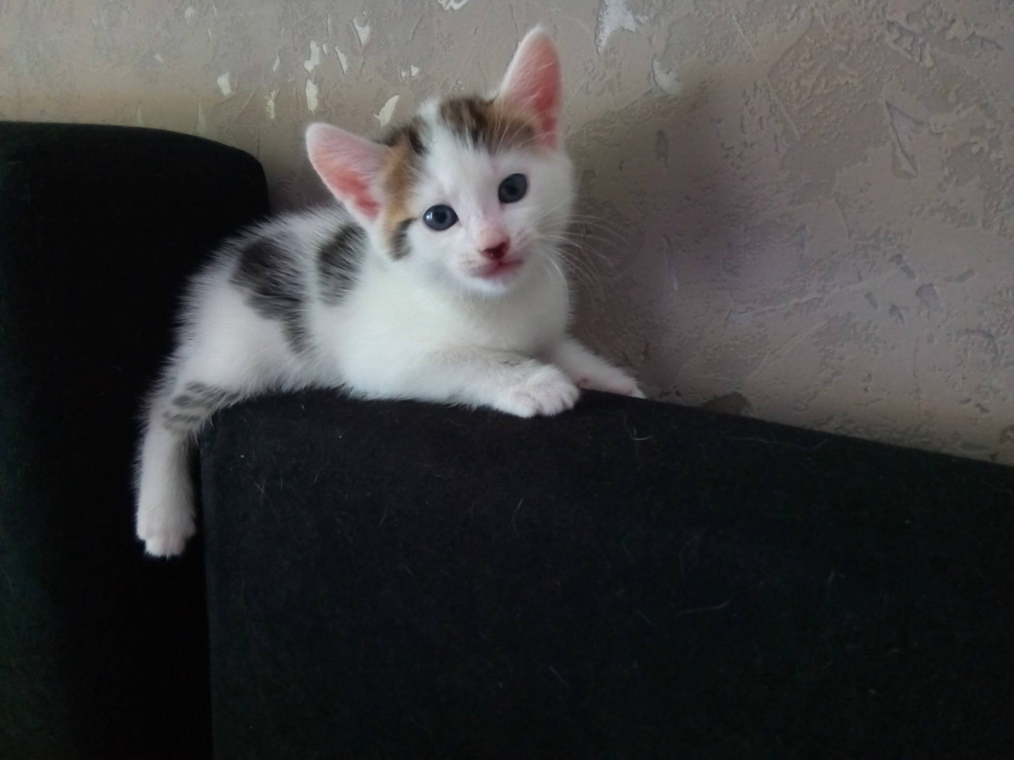 Ponpon participe au concours pour gagner de l'argent avec cette photo : aegean_cat, american_wirehair, asian, carnivore, cat, domestic_short_haired_cat, eye, felidae, iris, kitten, mammal, ojos_azules, paw, polydactyl_cat, skin, small_to_medium_sized_cats, turkish_angora, turkish_van, vertebrate, whiskers