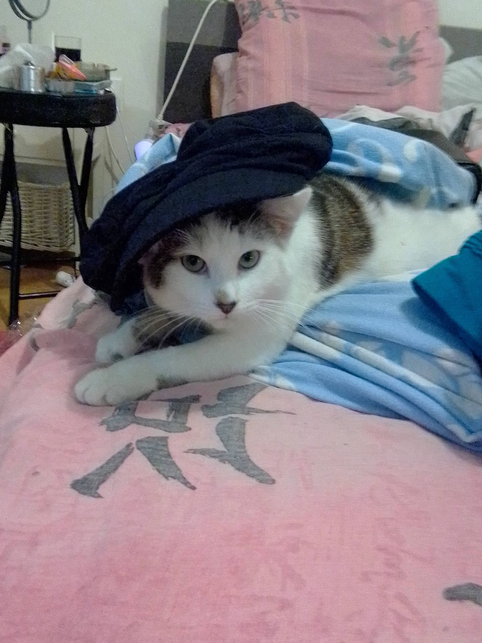 Ponpon a rejoint le concours — aidez-le/la à gagner de superbes lots ! aegean_cat, american_shorthair, asian, carnivore, cat, domestic_short_haired_cat, european_shorthair, felidae, kitten, small_to_medium_sized_cats, tail, whiskers