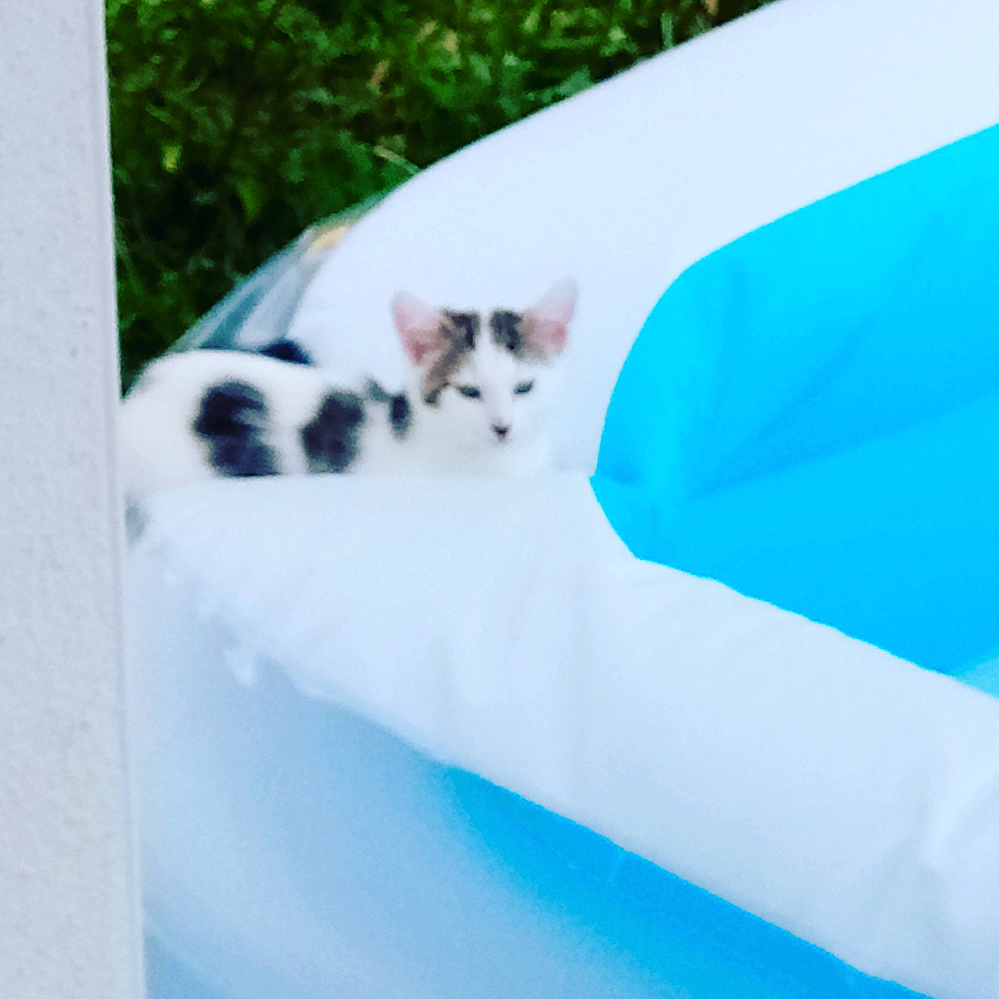 Ponpon participe au concours pour gagner de l'argent avec cette photo : blue, canidae, carnivore, cat, felidae, kitten, small_to_medium_sized_cats, tail, whiskers, white