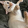 Dewy Mountain is registered to the contest to win money with this photo: cat, cream_colored, whiskers, soft_blanket, curious, paws, lying_down, close_up, indoor, pet, feline, fur, relaxed, cute, playful, animal, domestic, cozy, resting, wide_eyes