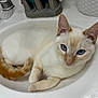 Dewy Mountain joined the competition — help win amazing prizes! cat, sink, blue_eyes, cream_colored, feline, bathroom, curled_up, domestic_animal, relaxed, pet, fur, whiskers, ears, pink_nose, container, tap, white_surface, close_up, indoor, animal_portrait