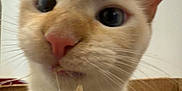 Dewy Mountain is registered to the contest to win money with this photo: cat, close_up, curious, cardboard_box, pink_nose, whiskers, ears, pet, feline, indoor, face, animal, cute, domestic_animal, looking, playful, box, fur, head, eye