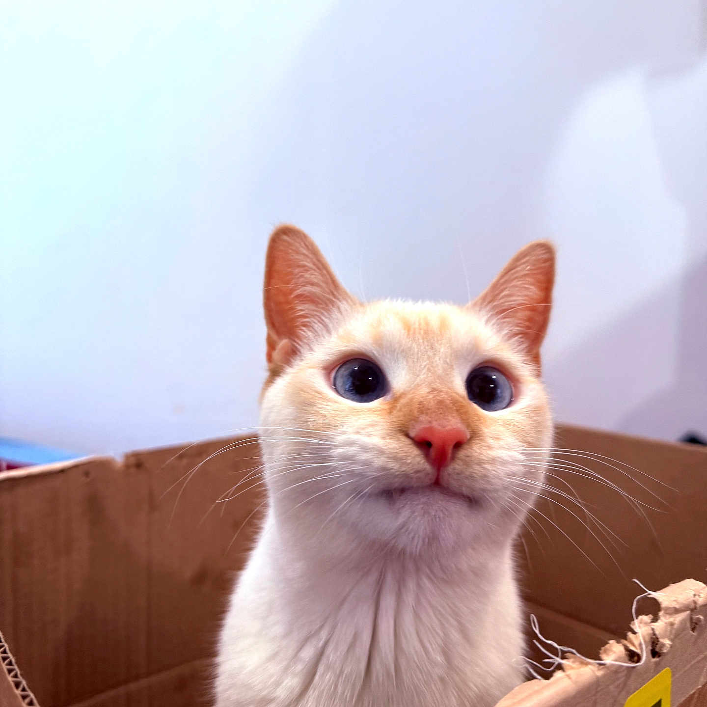 Dewy Mountain is registered to the contest to win money with this photo: alert, animal, blue_eyes, box, cardboard_box, cat, closeup, curious, cute, domestic, face, feline, fur, indoor, looking_up, orange_markings, pet, portrait, tabby, whiskers